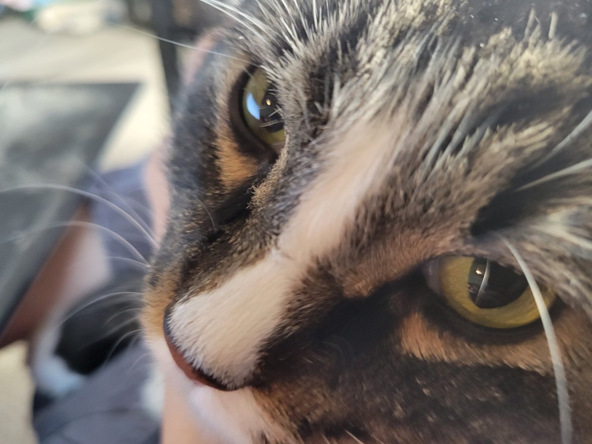 EGOTKittens tweet media