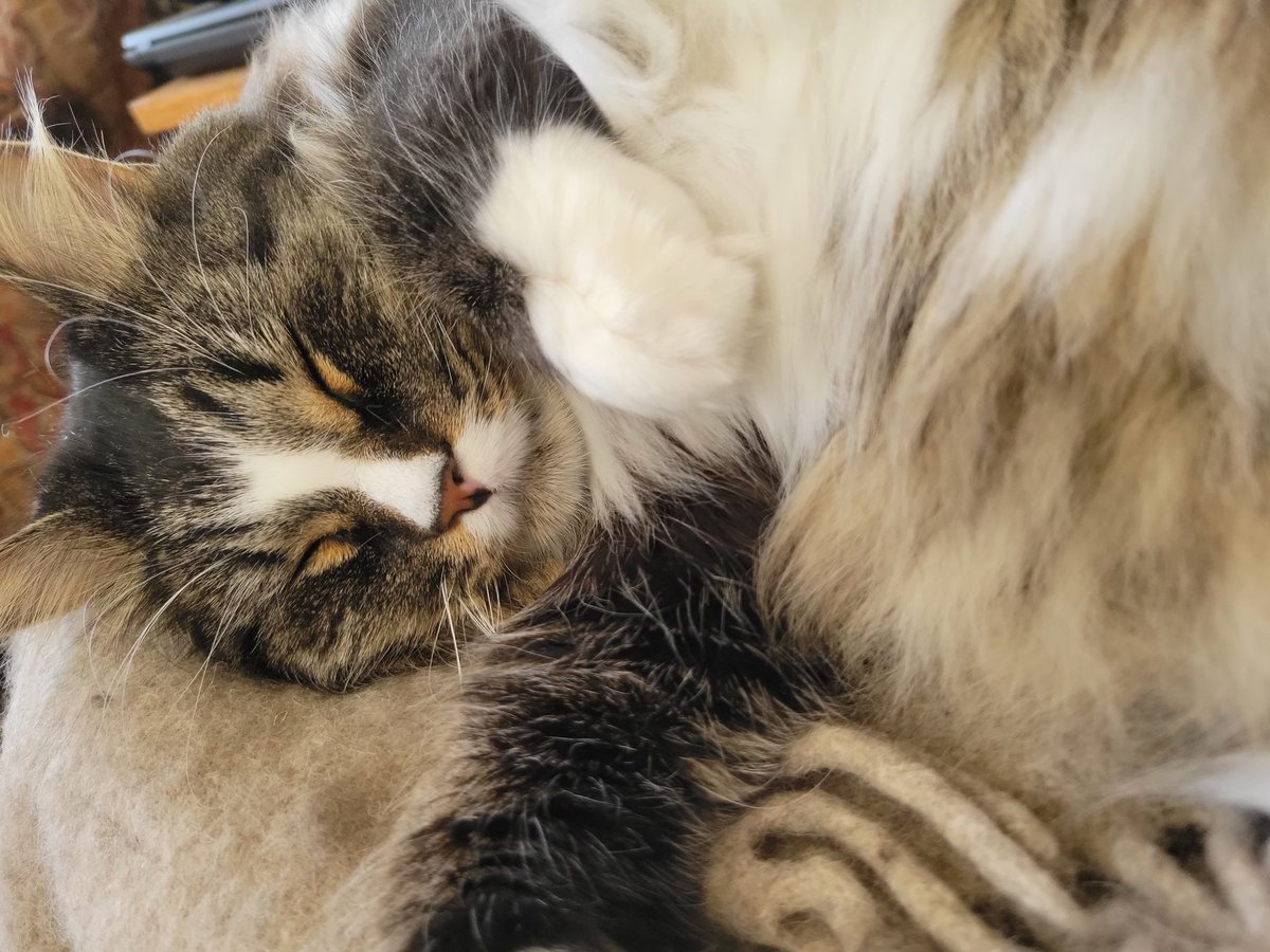 EGOTKittens tweet media