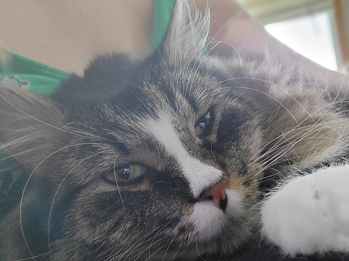 EGOTKittens tweet media