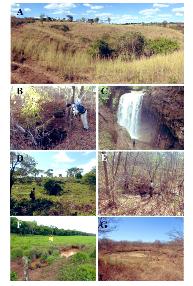 yawar126's tweet photo. #cave #ground connectivity can increase #vulnerability of #cave #underground . #remotesensing & #field works were carried out in the #Brazilian #karst check out our article in #ActaCarsologica #DEM #Doline #Tarimba #UnB #ICMBio #geohazard #uliege #geomorphology https://t.co/wA9WApJARQ