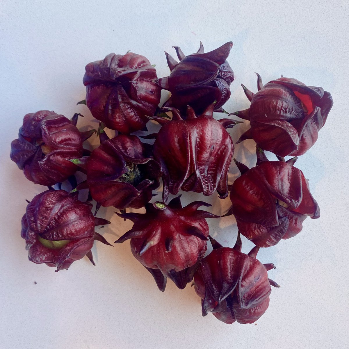 Harvested some roselle hibiscus this morning. Going to try to candy them. 😍