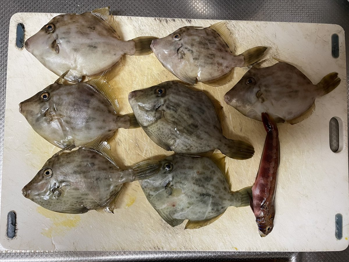 みんなの まりも 刺身 口コミ 評判 食べたいランチ 夜ごはんがきっと見つかる ナウティスイーツ みんなの まりも 刺身 口コミ 評判 食べたいランチ 夜ごはんがきっと見つかる ナウティスイーツ