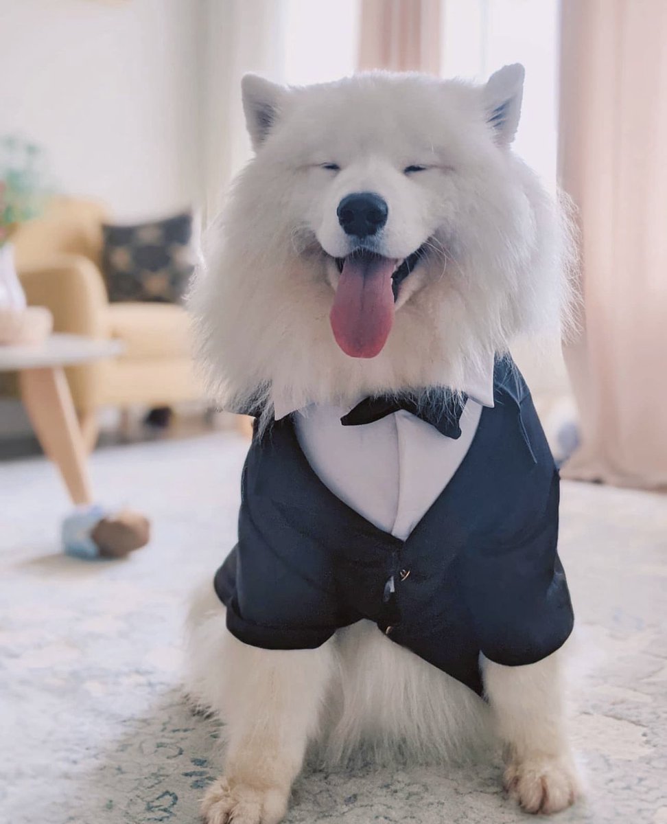 DANtheSamoyed🐶 tweet media