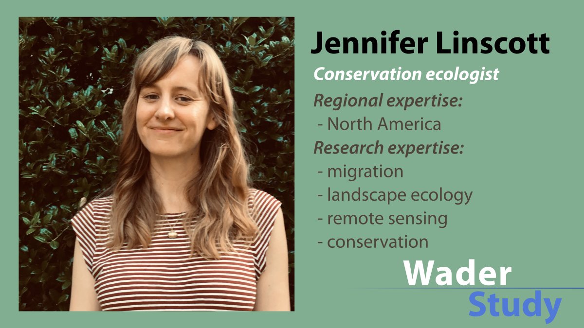 Meet @jennylinscott, NEW EDITOR at Wader Study! #waders #shorebirds #ornithology
