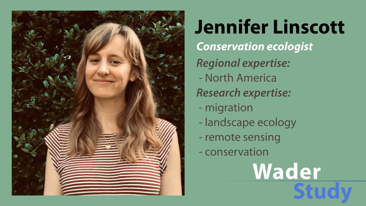 Meet @jennylinscott, NEW EDITOR at Wader Study!
#waders #shorebirds #ornithology