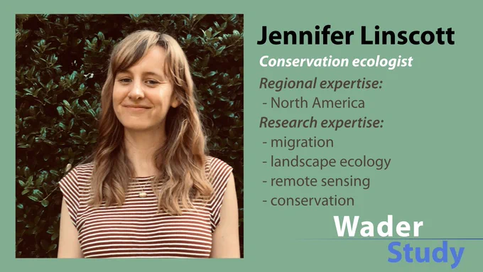 Image from Wader Study (@WaderStudy)