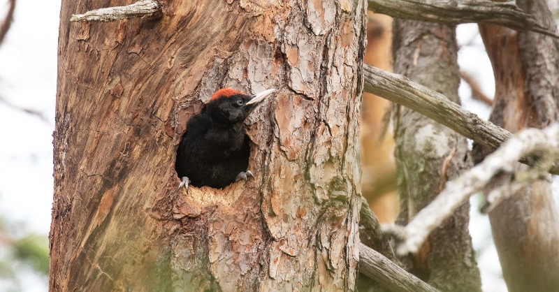 BirdLife Europe & Central Asia tweet media