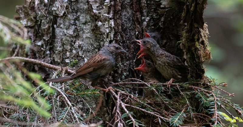 BirdLife Europe & Central Asia tweet media