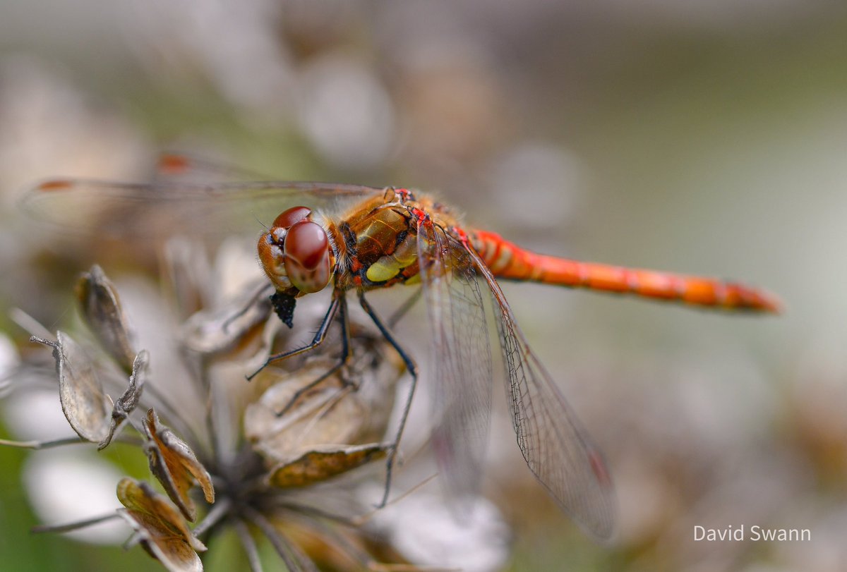 David Swann (@davidswann1) on Twitter photo Common Darter. <a href="/Natures_Voice/">RSPB</a> @WoodlandTrust <a href="/YorksWildlife/">Yorkshire Wildlife Trust - follow us on Bluesky 🦋</a> @northyorkmoors <a href="/BDSYorkshire/">York. Dragonfly Grp.</a> <a href="/BDSdragonflies/">British Dragonfly Society</a> Common Darter. <a href="/Natures_Voice/">RSPB</a> @WoodlandTrust <a href="/YorksWildlife/">Yorkshire Wildlife Trust - follow us on Bluesky 🦋</a> @northyorkmoors <a href="/BDSYorkshire/">York. Dragonfly Grp.</a> <a href="/BDSdragonflies/">British Dragonfly Society</a>