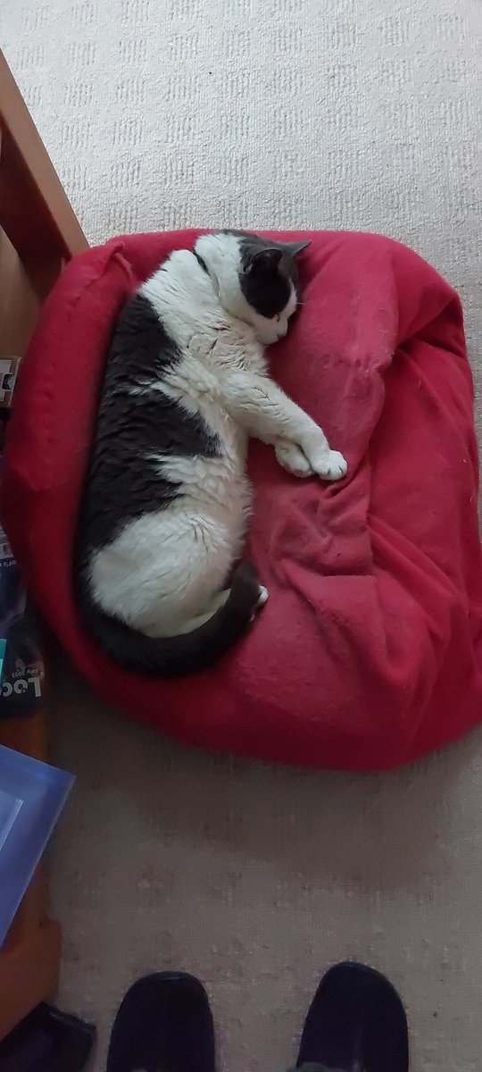 auntyrowena's tweet photo. @Number10cat It's a "Yes" from #Barmpot https://t.co/cVCEvwxjuE