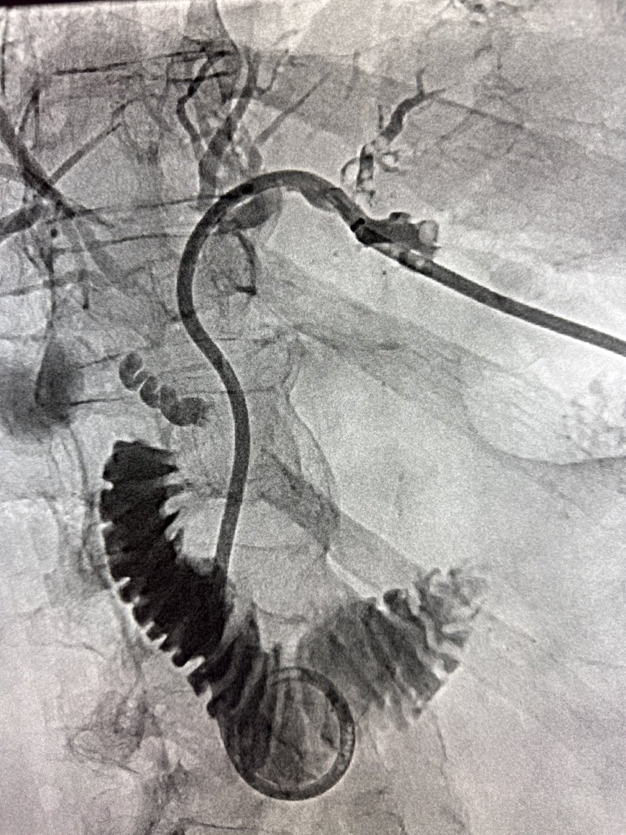 Austin Bourgeois tweet media