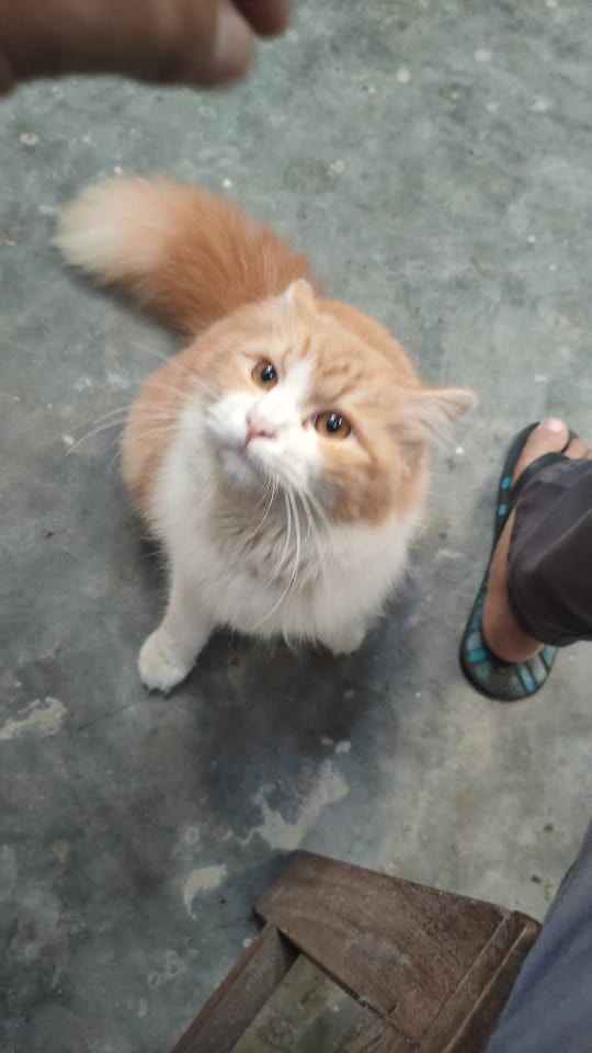 Vanaspati_'s tweet photo. ✨TWITTER PLEASE, DO YOUR MAGIC 🥺✨
DICARI KUCING HILANG

Nama: MOKI
Usia: 11 Bulan, mau 1 tahun
Ras: AnggoraxPersia
Ciri2: 
-Jantan 
-bulu oren, leher, dagu dan perut putih 
-wajah lucu
-Badan gembul besar
Hilang: Rabu, 12 Oktober 2022
Perkiraan lokasi: Jl. Taman Siswa Jogja https://t.co/juI7gPkur8