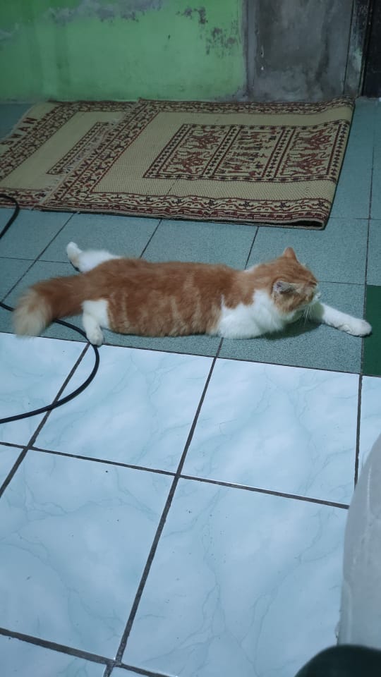 Vanaspati_'s tweet photo. ✨TWITTER PLEASE, DO YOUR MAGIC 🥺✨
DICARI KUCING HILANG

Nama: MOKI
Usia: 11 Bulan, mau 1 tahun
Ras: AnggoraxPersia
Ciri2: 
-Jantan 
-bulu oren, leher, dagu dan perut putih 
-wajah lucu
-Badan gembul besar
Hilang: Rabu, 12 Oktober 2022
Perkiraan lokasi: Jl. Taman Siswa Jogja https://t.co/juI7gPkur8