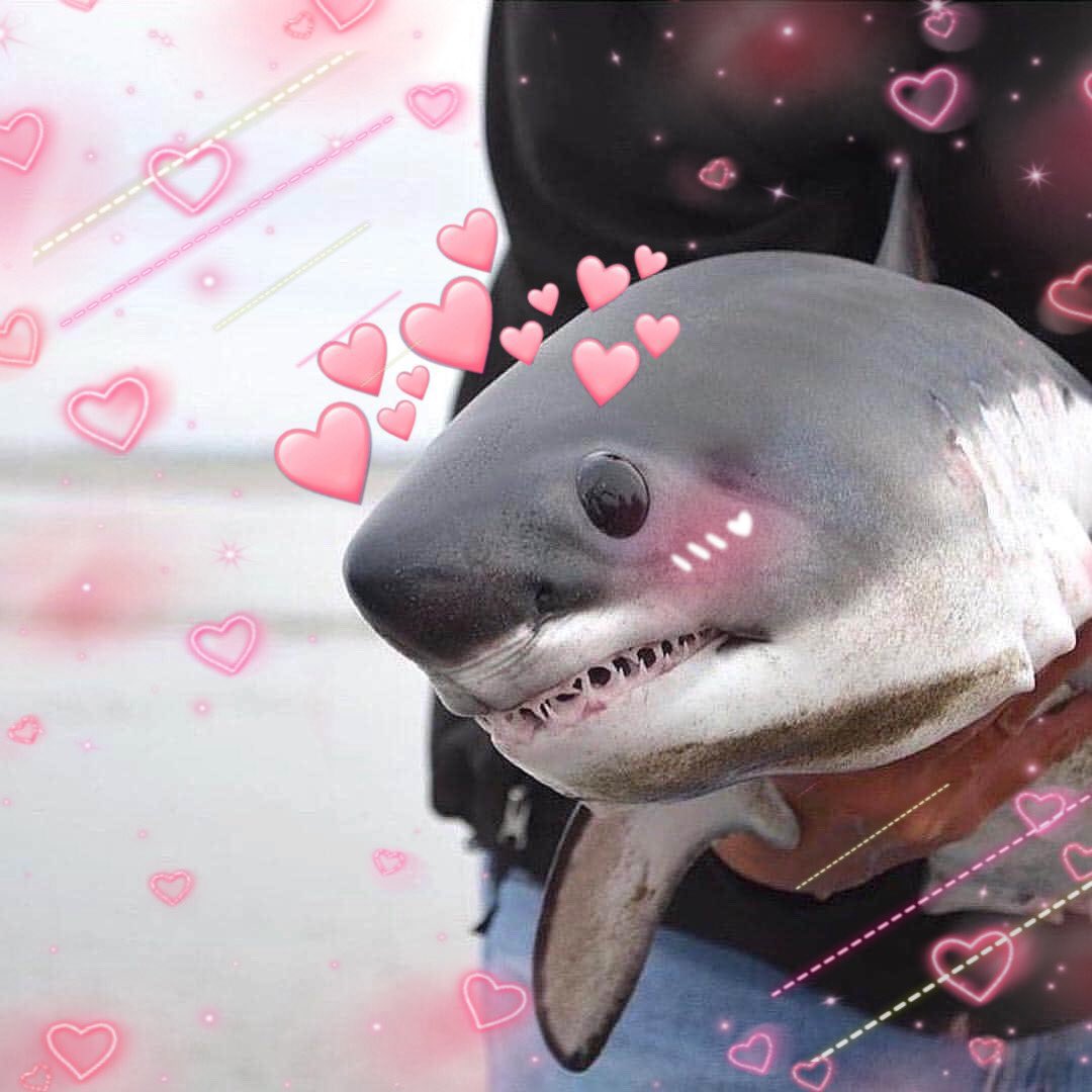 Sharkies OTD on Twitter: "♡ What's your shark mood today?"