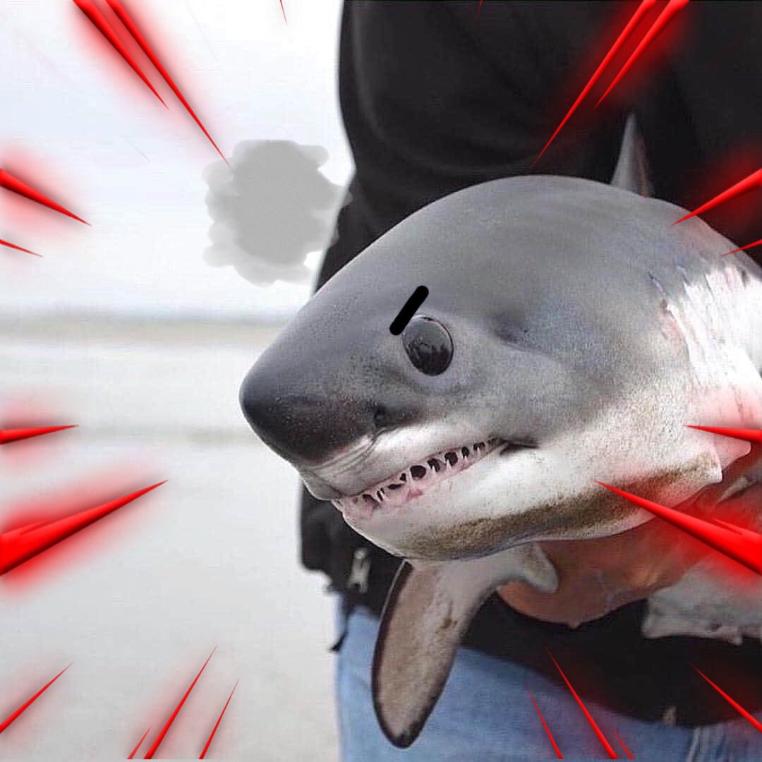 Sharkies OTD on Twitter "♡ What's your shark mood today?"