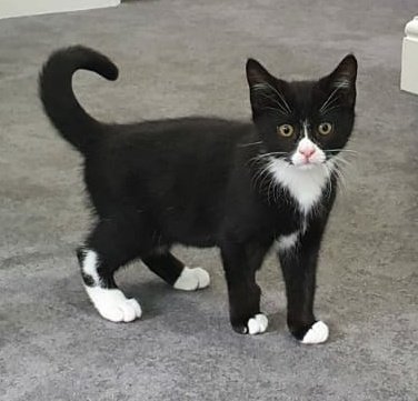 I was 7 years old by the time I'd seen three PMs serve. My parents' new kitten is 12 weeks old and he'll shortly be on PM number 3...