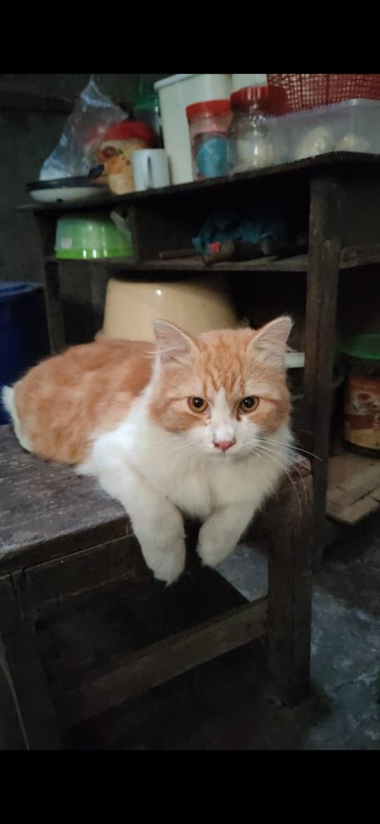 Vanaspati_'s tweet photo. ✨TWITTER PLEASE, DO YOUR MAGIC 🥺✨
DICARI KUCING HILANG

Nama: MOKI
Usia: 11 Bulan, mau 1 tahun
Ras: AnggoraxPersia
Ciri2: 
-Jantan 
-bulu oren, leher, dagu dan perut putih 
-wajah lucu
-Badan gembul besar
Hilang: Rabu, 12 Oktober 2022
Perkiraan lokasi: Jl. Taman Siswa Jogja https://t.co/juI7gPkur8