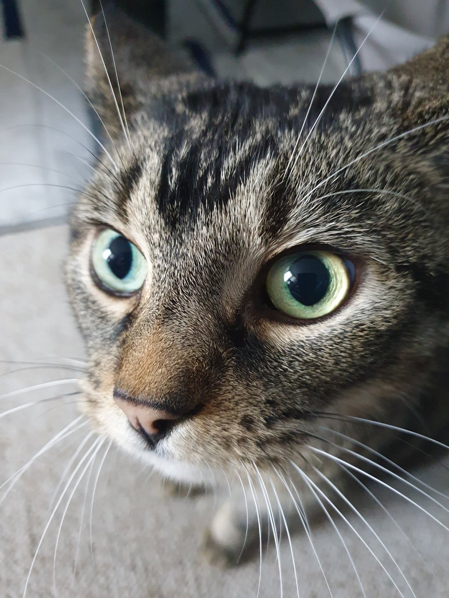tiggystephens's tweet photo. Feeling #purrfect today 🐾 🐾  #CatsofTwittter  #CatsOnTwitter  #CatsLover #cats https://t.co/Go4zaK835B