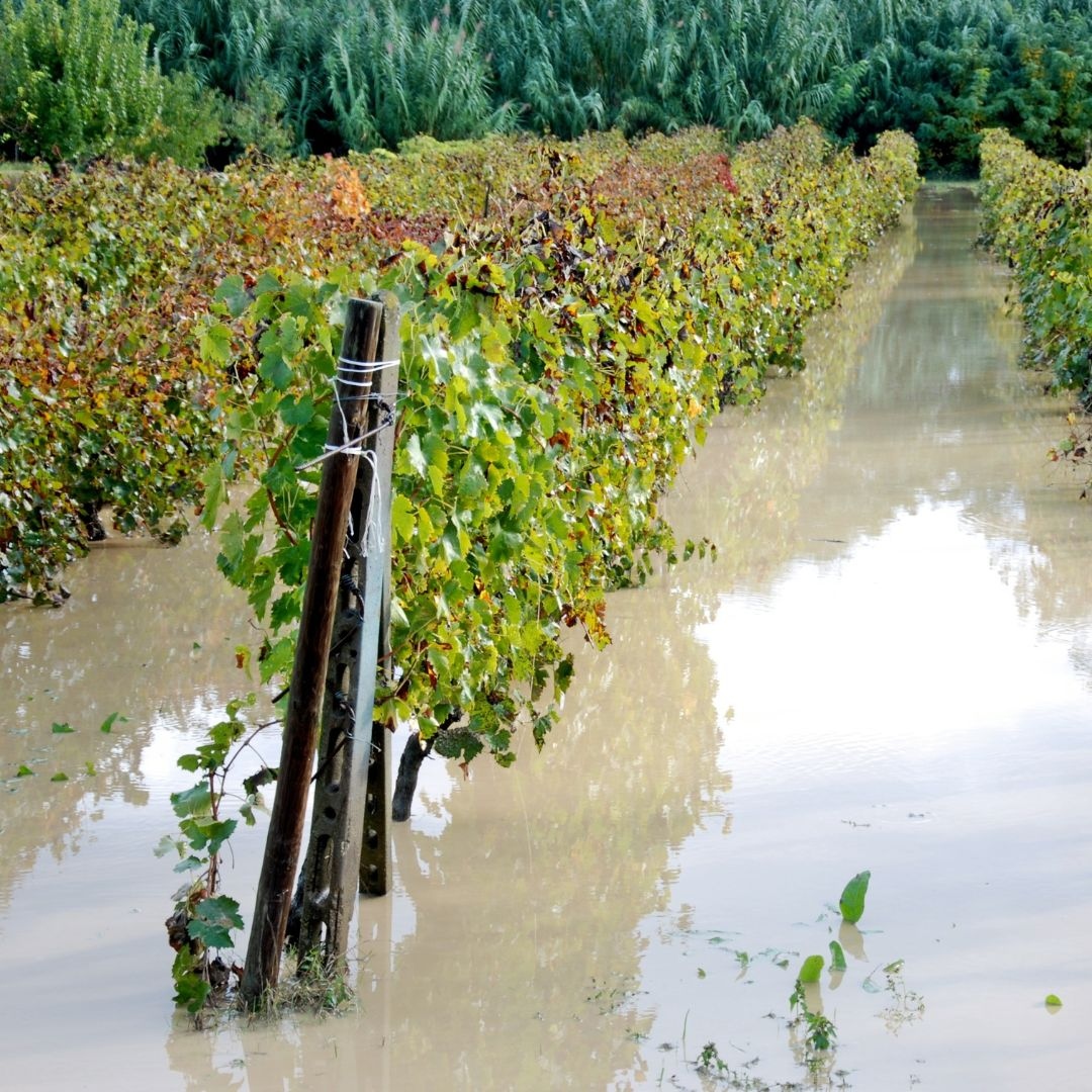 bordeaux_index's tweet photo. "A few years ago, we would rarely get asked about climate change in the context of wine; today, it is usually in the top five questions new collectors or investors ask us."
Read the full report ⬇️
https://t.co/1zJoeHVxqS
#climatechange #finewine #winereport #wine https://t.co/6EjrQMC1Na