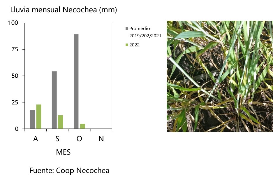 #Cebada en antesis zona Neco Continental en campos de produccion <a href="/NairSrl/">Agro La Nair SRL</a> . Baja a cero #presionsanitaria. <a href="/Yieldgoal/">yieldgoal</a>: 3.5-4 tn/ha. Equivalente fumigacion: 80-100 kg/ha. Baja #precipitacionacumulada 30 mm en 3 meses. 1mes de cultivo mas #Pronostico de lluvias. #Noaplicamos.