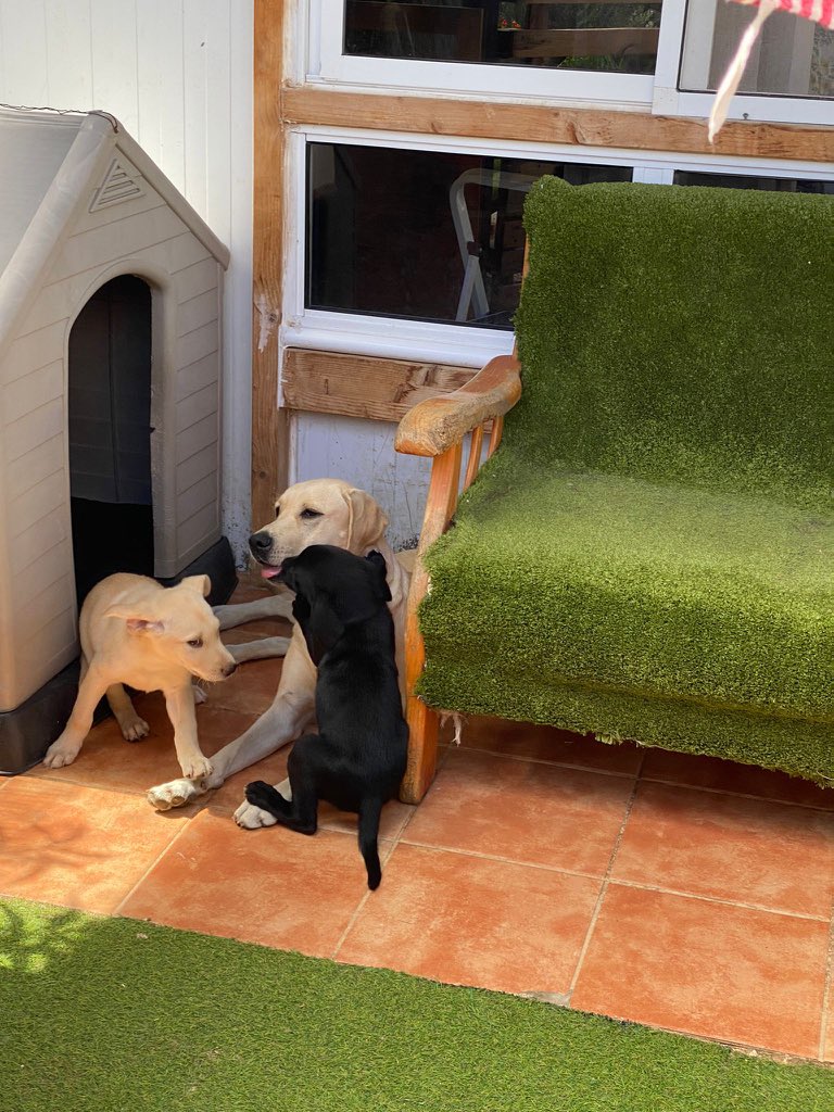 Estos dos bebes tienen ahora mismo unos 3 meses aproximadamente
Son labradores (ambos padres finos)
Si estás interesado MD 🙈
En gran canaria