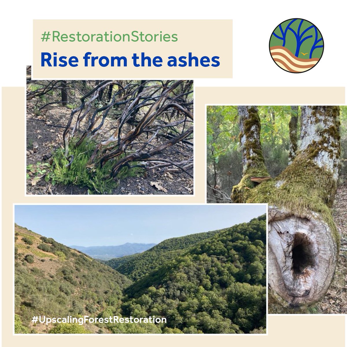 Our Castilla y León demo aims to improve the #habitat of the #brownbear, while engaging the rural population. This #RestorationStory explores with @WUR & @FCesefor colleagues both challenges like #forestfire & #forest degradation as well as solutions resilience-blog.com/2022/10/20/ris…