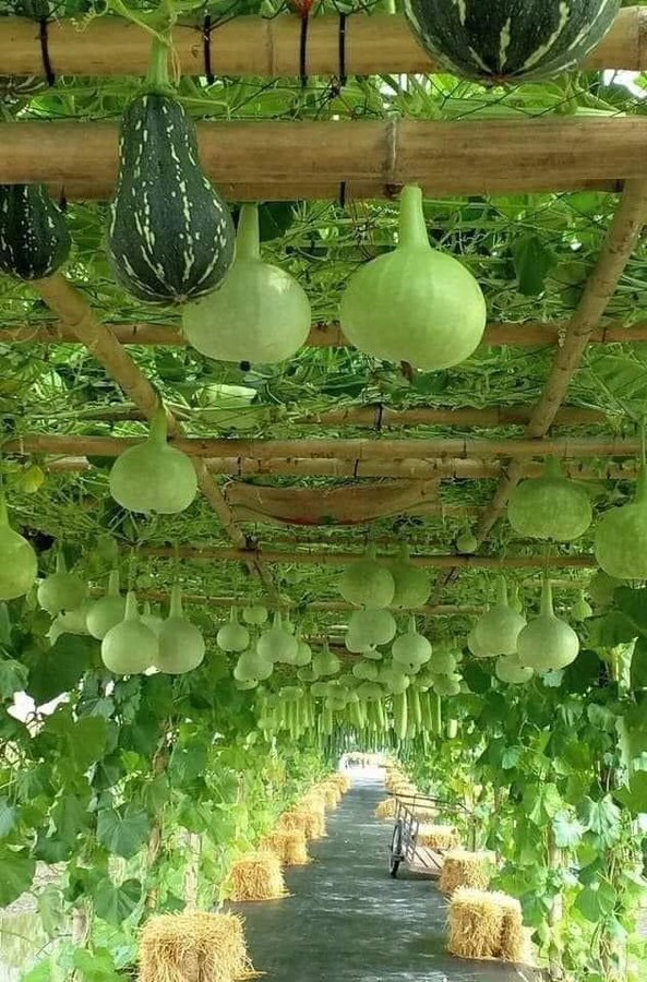 ModernAgUpdates's tweet photo. Are you  passionate about agriculture, please like and retweet. https://t.co/4Zzt0YvAj4