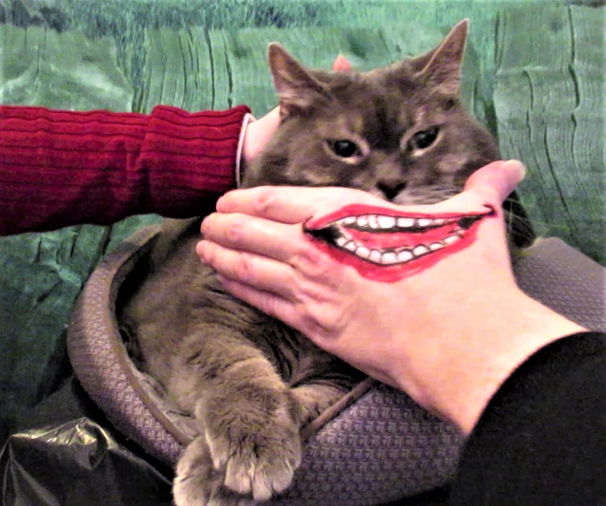 ampincivero's tweet photo. @EllenAr13281050 @ellecreative @HasanIntrovert @IAMChrisEdward "We're all MAD here!" #ShowUsYourSmile #Joker #CheshireCat #SmilesAreBack #cats #CatsOfTwitter https://t.co/uDY1EUKfms
