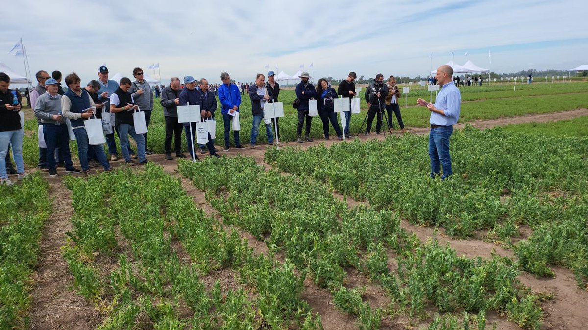 poletti_y_asoc's tweet photo. Presentes en la jornada #exploralegumbres organizada por @RizobacterARG .viendo distintos ensayos en cultivo de #arvejas @AGTRACE2 @adrian_poletti https://t.co/s3Ob6hbd41