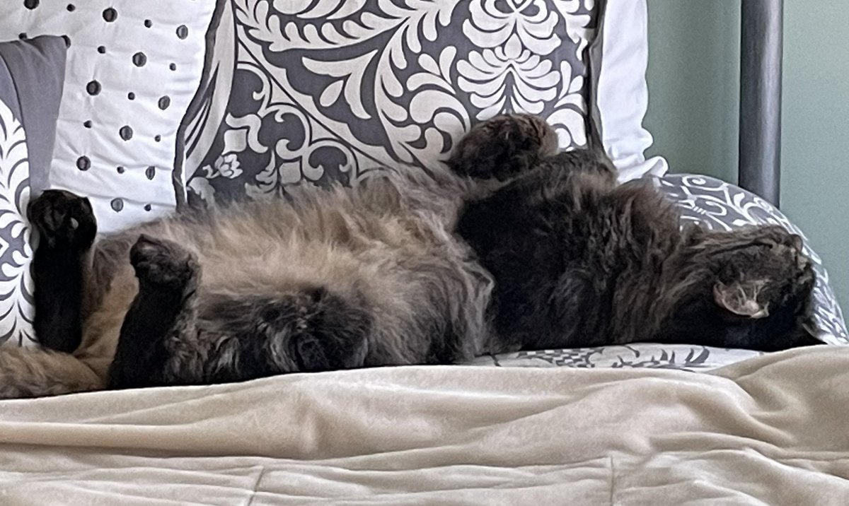 buddy_fifi's tweet photo. Mommy laughs when I lie on my back, toes up. Just showing off my belly. #cats  #belly https://t.co/lteN0m4pR7