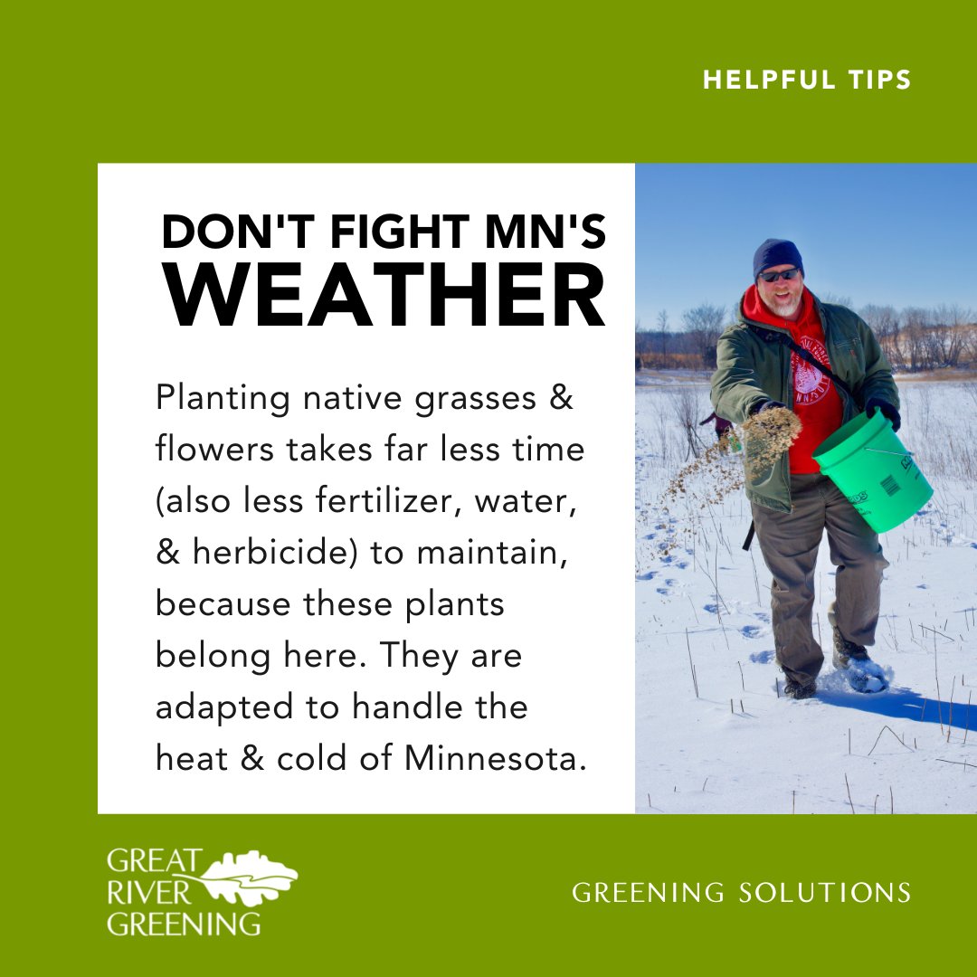 Don't fight #MN's #weather! Planting native grasses & flowers takes far less time (& less fertilizer, water, & herbicide) to maintain, b/c these plants belong here. They're adapted to handle the heat & cold of #Minnesota. 
Contact #GreeningSolutions today: https://t.co/WIv0FK6MKG https://t.co/axgF57VUX2