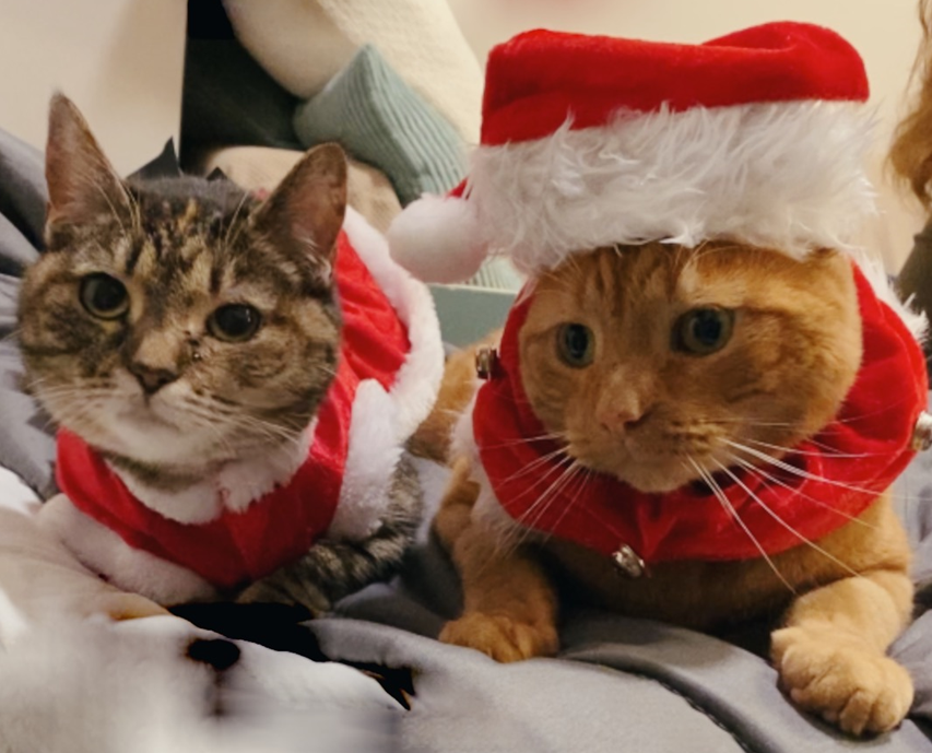 Too adorable!😻😻 Here is developmental grad student, Sarah English's entry to our Psych Halloween Pet Costume contest! 
Meet Sawyer and Tobi (Mr. and Mrs. Claus). <a href="/SarahD_English/">Sarah English</a>