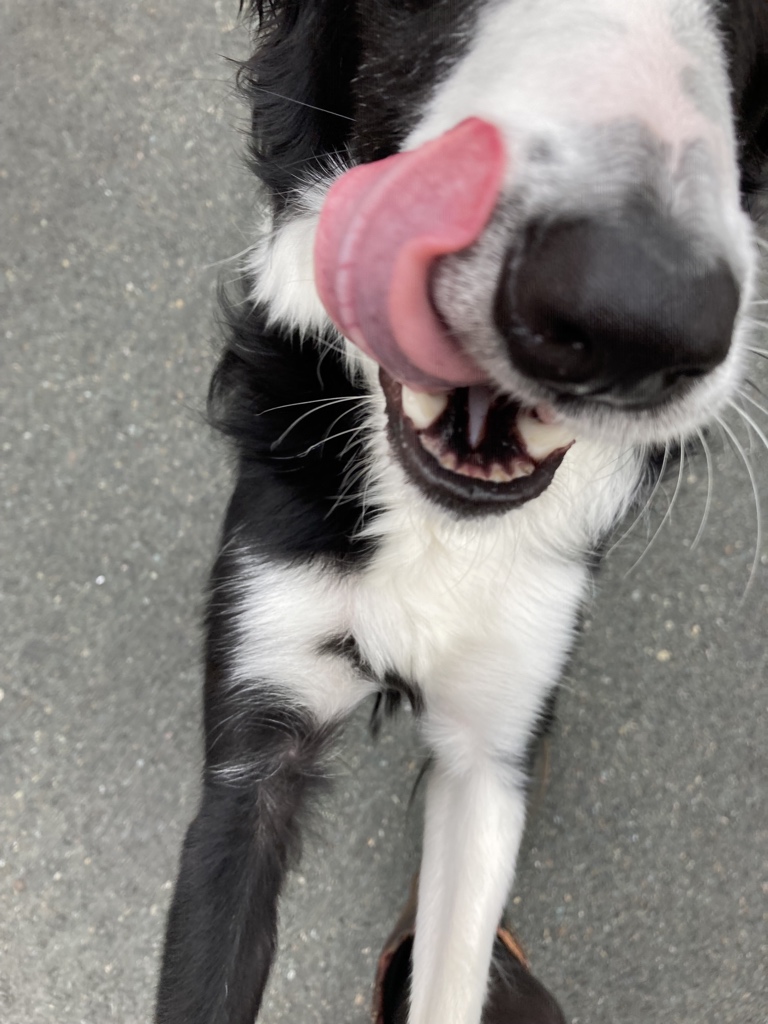 RyanCCullen's tweet image. Dog