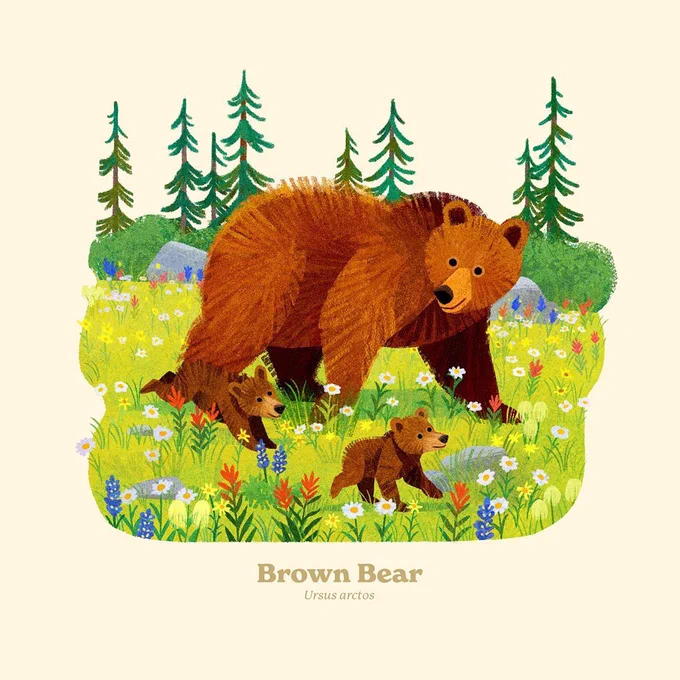 The Brown Bear is an iconic creature in many national parks.  From the upcoming series of alphabet animal prints in collaboration with  