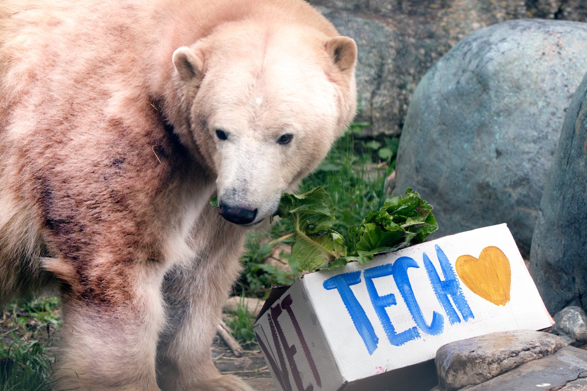 The Toronto Zoo on Twitter: