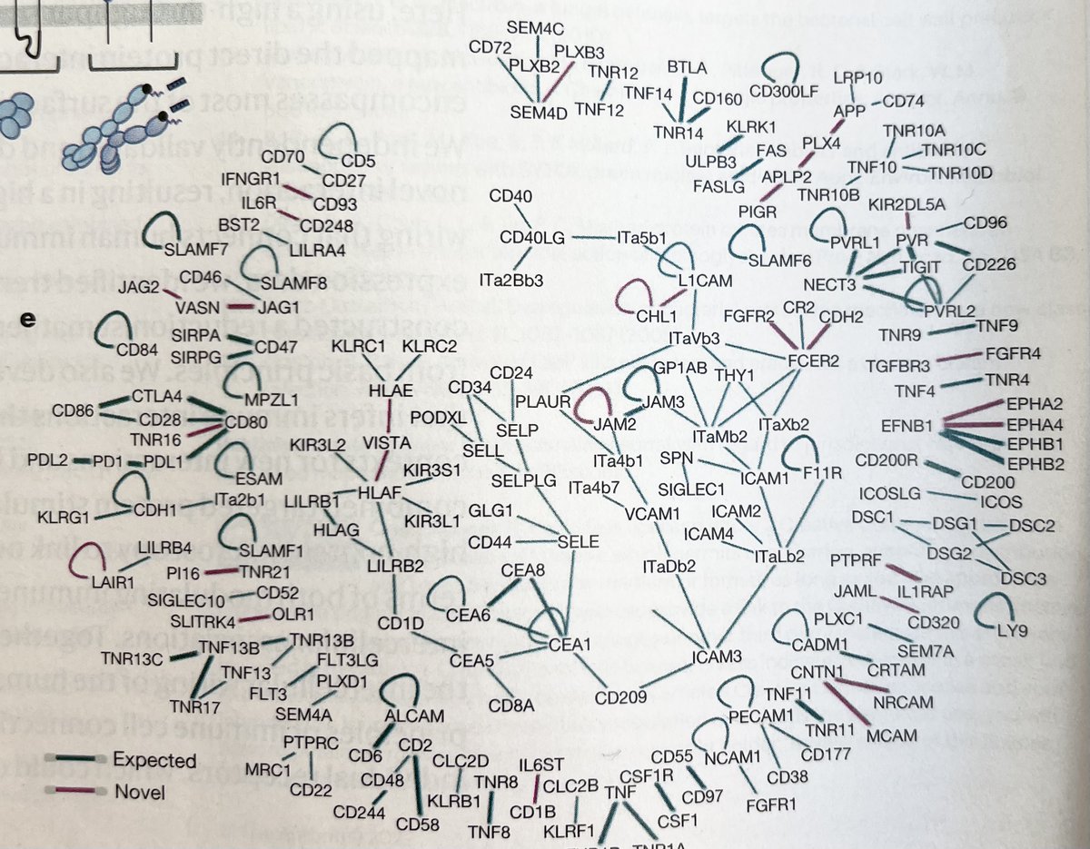 A physical wiring diagram for the human immune system 

nature.com/articles/s4158…
