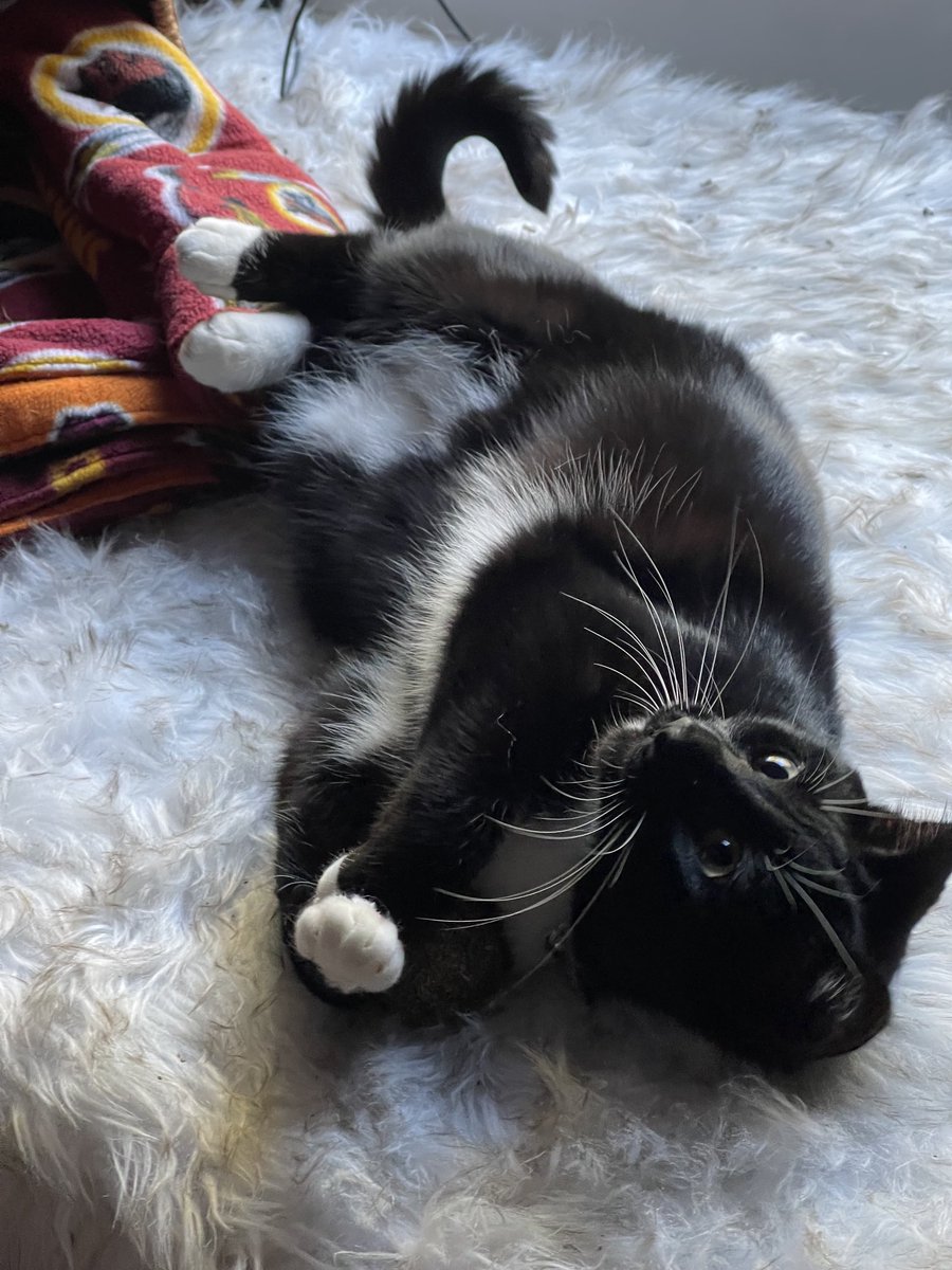 CaffMomREDACTED's tweet image. Oreo has a catnip ball!
#CatsOfTwitter #Catnip