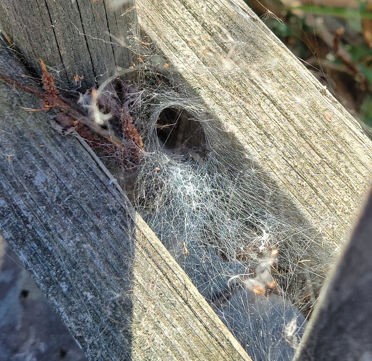 Spooky funnel weaver web just in time for Halloween! The tunnel leads right to the 6th annual Anacostia Bioblitz anacostiaws.org <a href="/anacostiaws/">Anacostia Watershed Society</a> #AnacostiaRiver