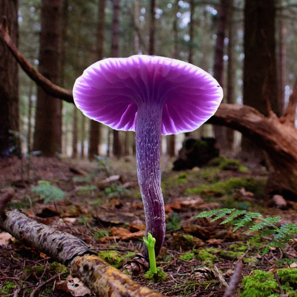 Want to watch a grown man progressively breakdown trying to find a purple mushroom? Here you go youtu.be/BfFMd1Vnwx8