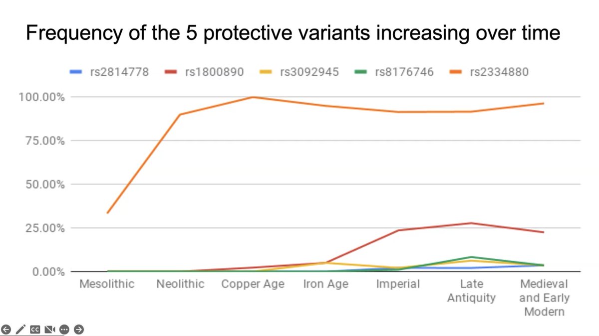 Romanbioarch's tweet photo. @mootspoints explains the rise of the Duffy variant as a protective genetic trait against Malaria during the Roman period #Romanbioarchaeology #ICORB2022 #biomolecularanthropology https://t.co/tY0bRL8l0B