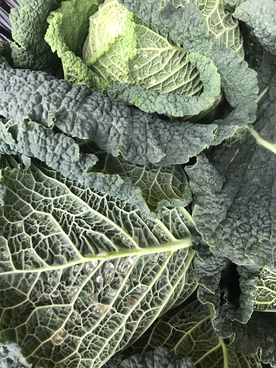 Never mind a lettuce, think our cabbages could have outlasted Truss if we’d started counting at the mini budget. #lettuceWins