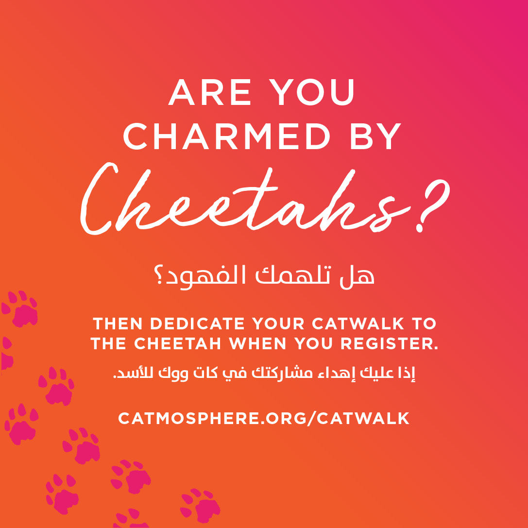 The future of Big Cats is threatened by issues that affect All Our Wellbeing. Catwalk for our Collective Wellbeing on Sat 5 November 2022, and be part of a growing movement of people who care. Sign up now catmosphere.org/catwalk #catwalk2022 #conservation #Cheetah #wildlife