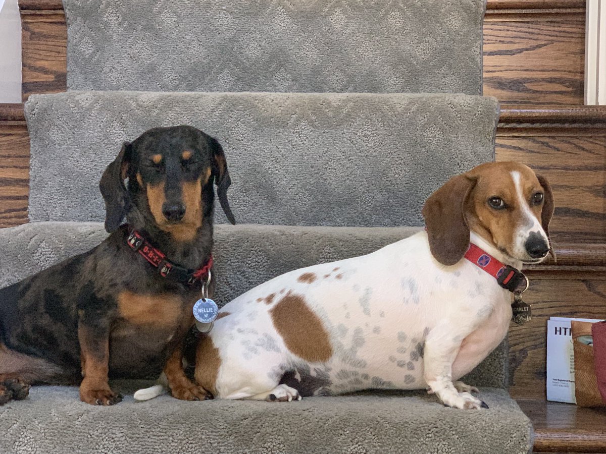 Have to get past Nellie and Scarlet to enter upstairs