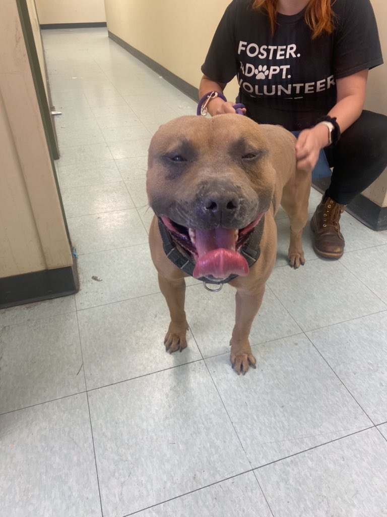 Have you been missing a smile in your life? Waffle has enough smile for everyone! He was wonderful at his finder’s home but is very stressed at the shelter, please come adopt him today!!