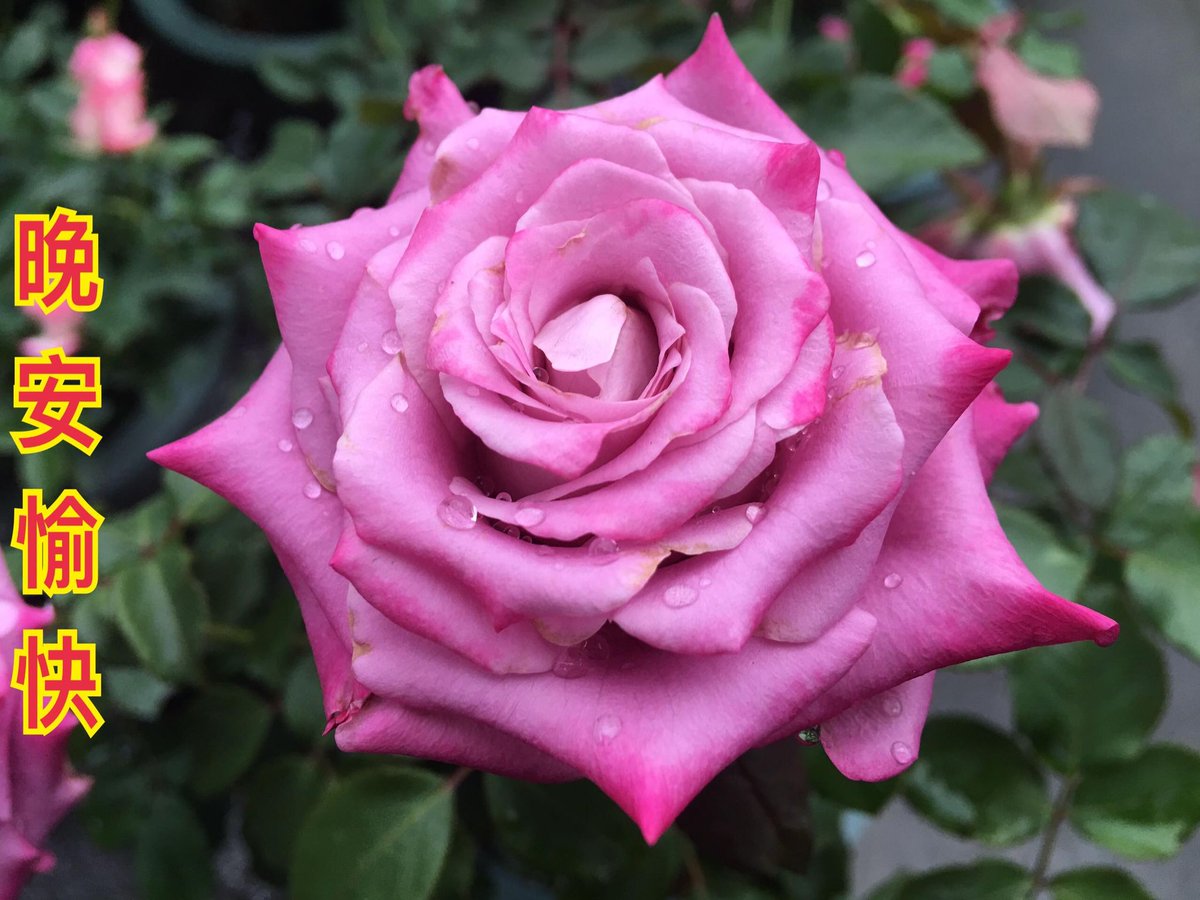 Choon Hee (@choonhee47) on Twitter photo 