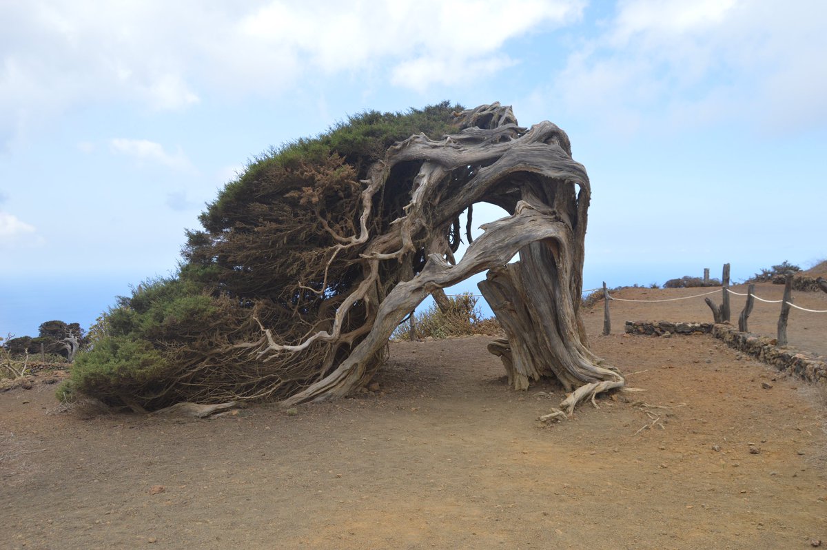 TCanaryIslands's tweet photo. In the Dehesa de la Sabinosa, on the island of #ElHierro, we find the most famous juniper grove in the #CanaryIslands because twisted junipers exist: They take that shape by the force of the wind to which they are subjected https://t.co/POeE1kCB2T