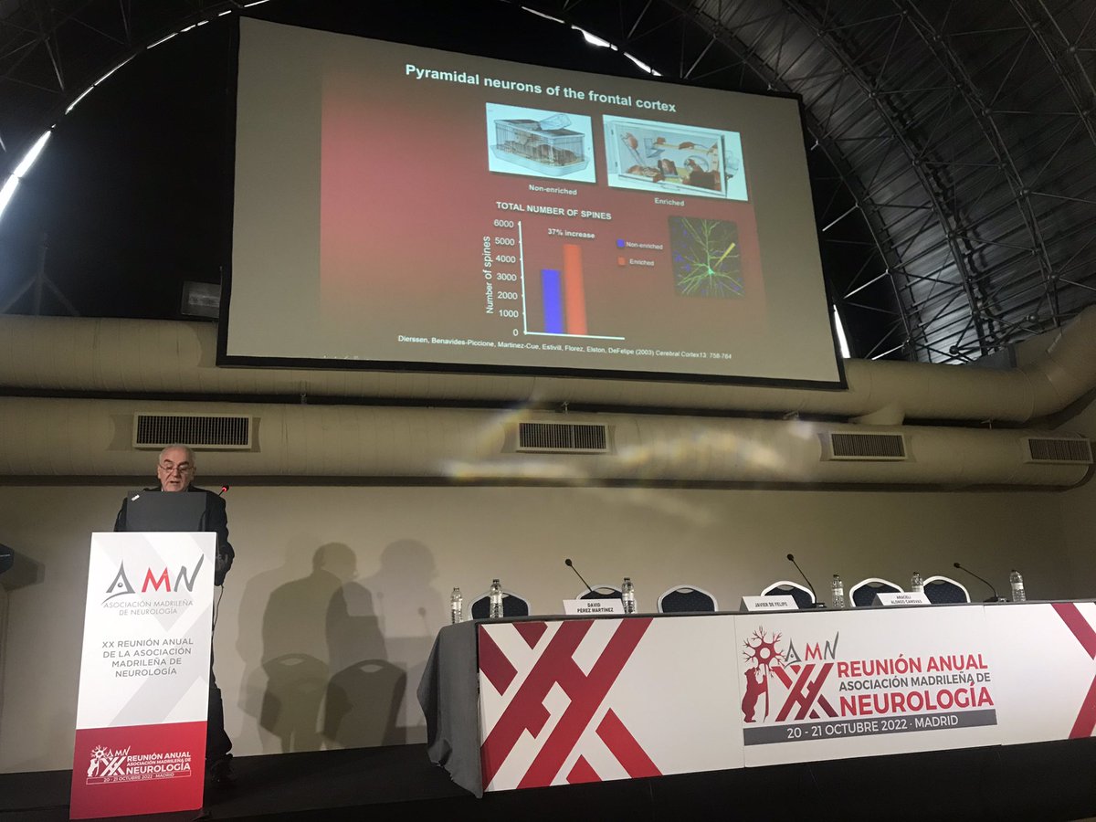 AMNneuromadrid's tweet photo. El ambiente y los estímulos cambian el desarrollo cerebral 🧠, el aspecto de nuestras neuronas #JavierdeFelipe #20AMN https://t.co/YWz1bsOdNh