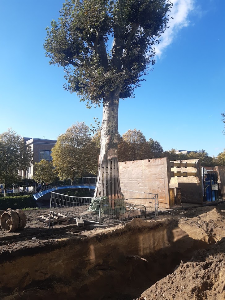 This explains why they heavily pruned the trees this spring! - Total tree protection area depends on crown size ->> come and watch in front of our faculty. There's a sign that explains it all! #creativetreemanagement