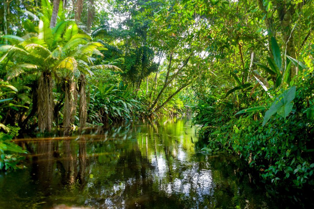 Jimbobwoo's tweet photo. .brew with origins in the Amazon, namely Peru. The thick Brown tea is made from #Caapi, a vine that only grows in the rainforest & plant leaves that contain #hallucinogenic properties💚💚💚
An ayahuasca ceremony involves drinking the #hallucinatory plant vine tea 👇Read more👇 https://t.co/XJfxXIVsLh