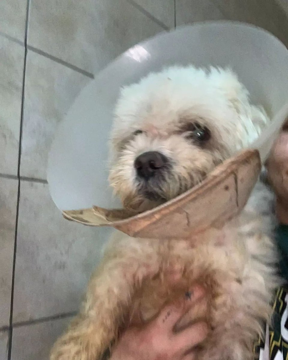 patiarkadas's tweet photo. #Repost
///@farfarabeyaz: 2.5 yaş erkek #maltiseterrier bacagi kirikti ameliyatini oldu su an iyi sadece bir ay kadar dinlenicek gecici yada kalici yuvasi olurum derseniz iletisim dm lutfen İstanbul #satınalmasahiplen #yuvaaa #yuvaaranıyo #kpss2022 https://t.co/yzPe4rVGWB